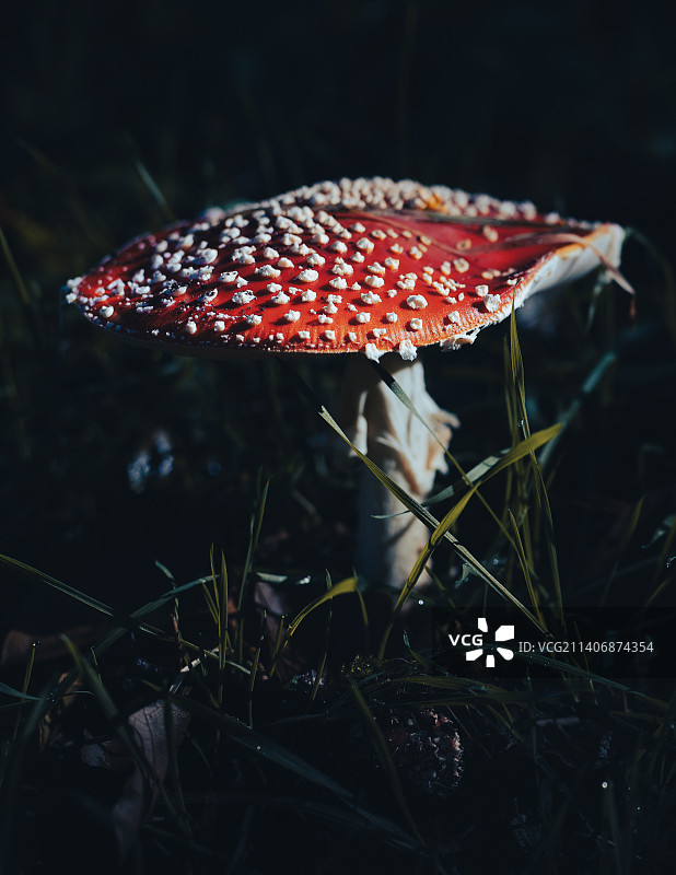 田间飞木耳的特写图片素材