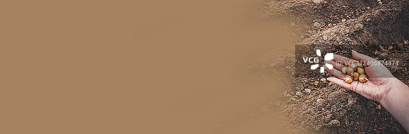 花园里种植洋葱，选择性聚焦图片素材