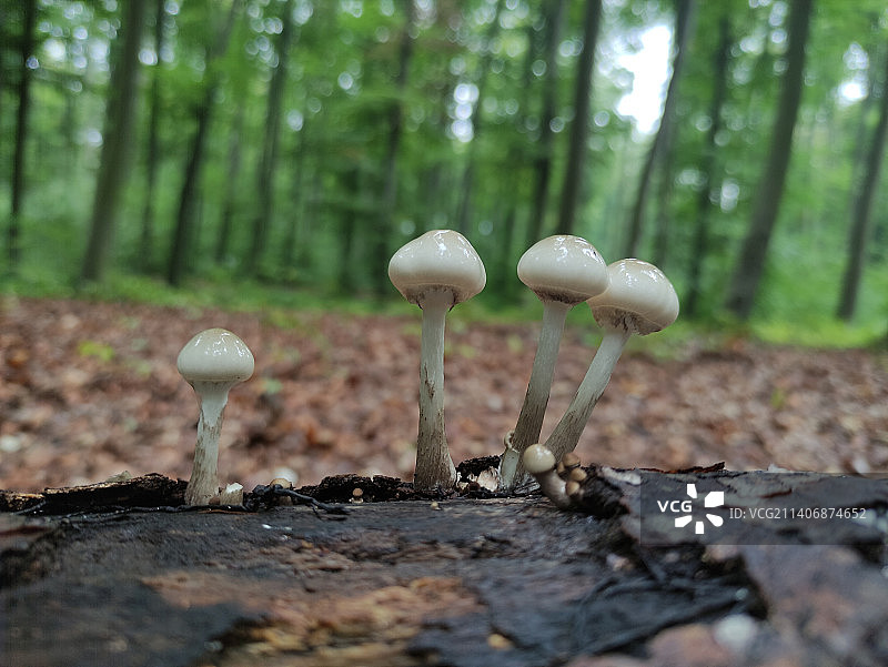 生长在树干上的蘑菇特写，切尔尼夫齐，乌克兰图片素材