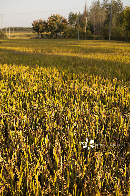 丰收稻田图片素材