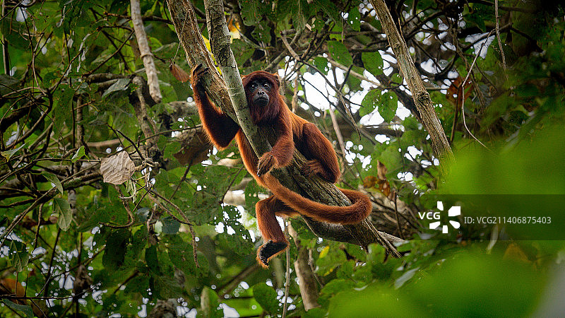 低角度拍摄：吼猴在秘鲁树上图片素材