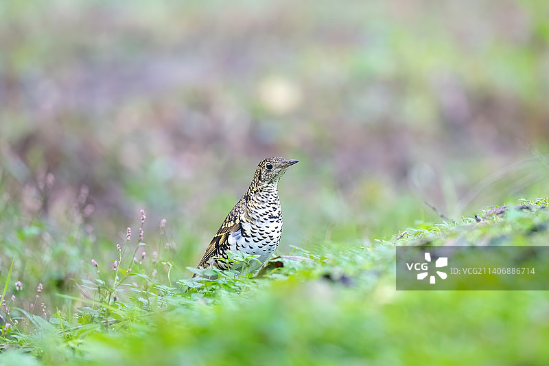 草地上的虎斑地鸫图片素材