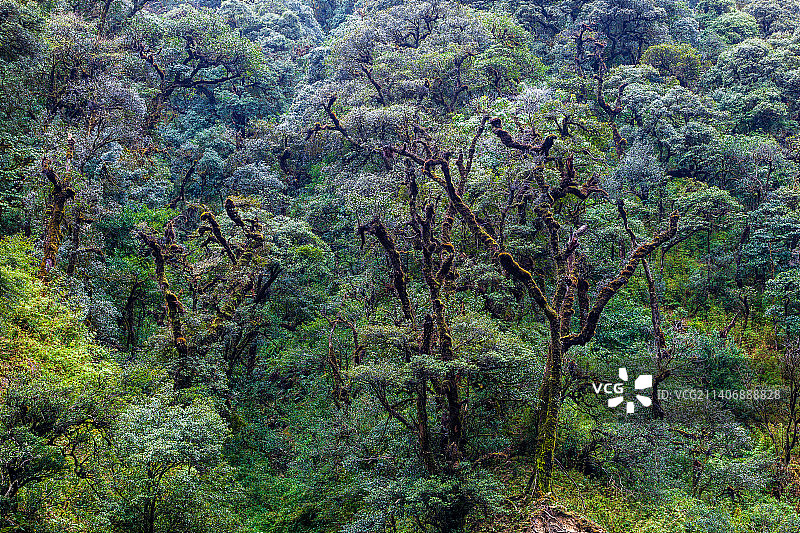 云南省玉溪市新平县哀牢山原始森林图片素材