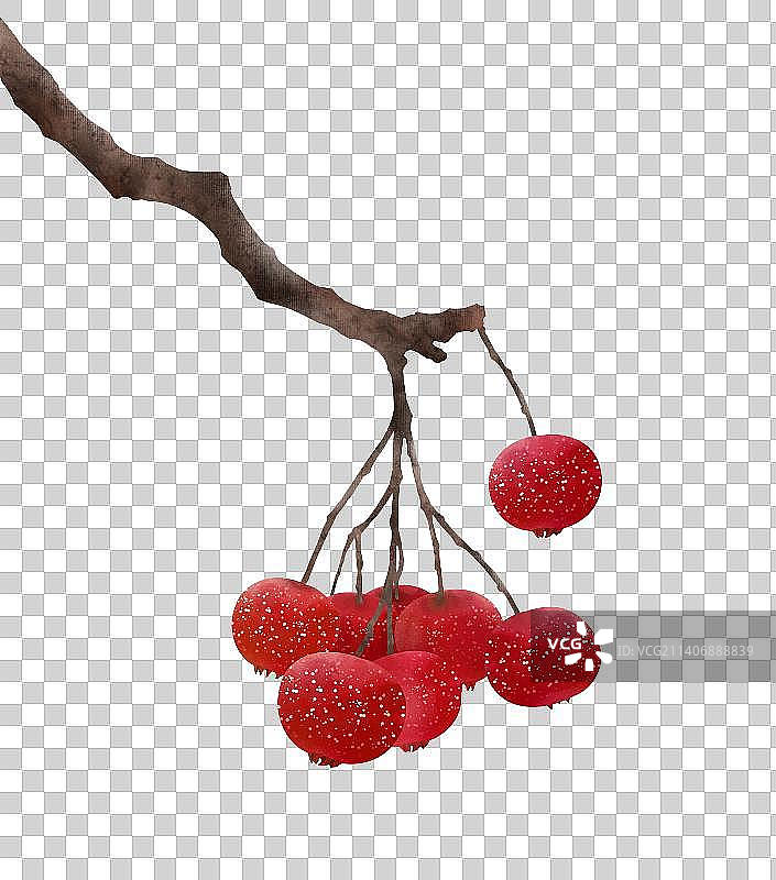 山楂插画素材图片素材