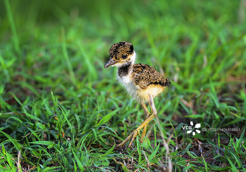红胸麦鸡幼雏，印度图片素材