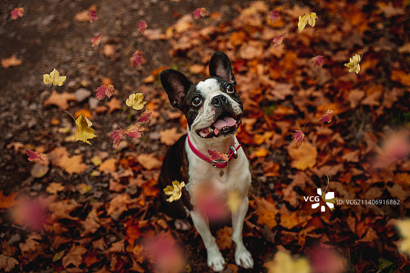 秋叶上的波士顿梗犬俯视图图片素材