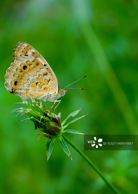 蝴蝶在花上授粉的特写镜头图片素材