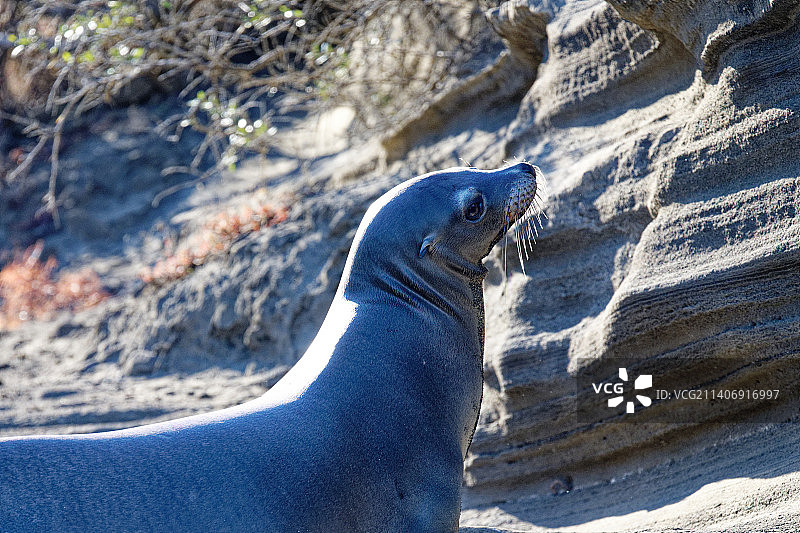 海滩岩石上的海豹特写图片素材
