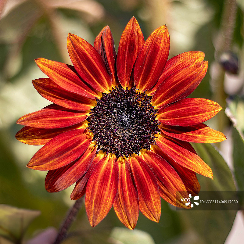 橘花特写图片素材