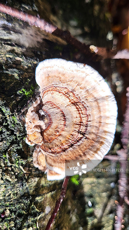 树干上生长的蘑菇特写图片素材