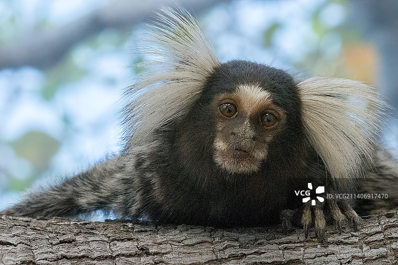 特写：位于巴西伯南布哥州因加泽拉溺水者镇，坐在树上的狨猴图片素材