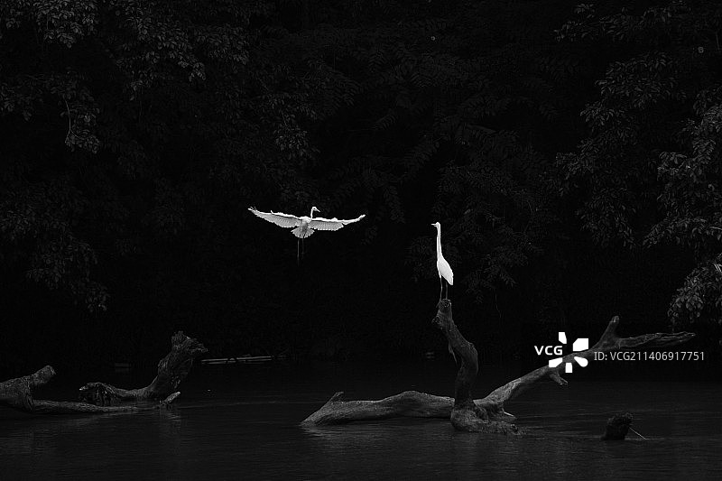 印度在黑暗湖面上飞翔的白色鸟类图片素材