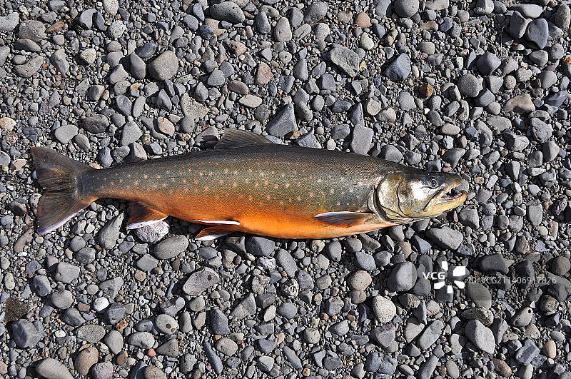 俯视：俄罗斯普托拉纳高原上的死鳟鱼图片素材