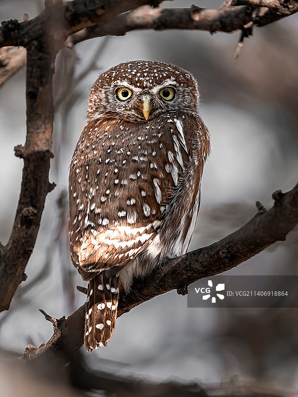 穴鸮栖息在树枝上特写：纳米比亚图片素材