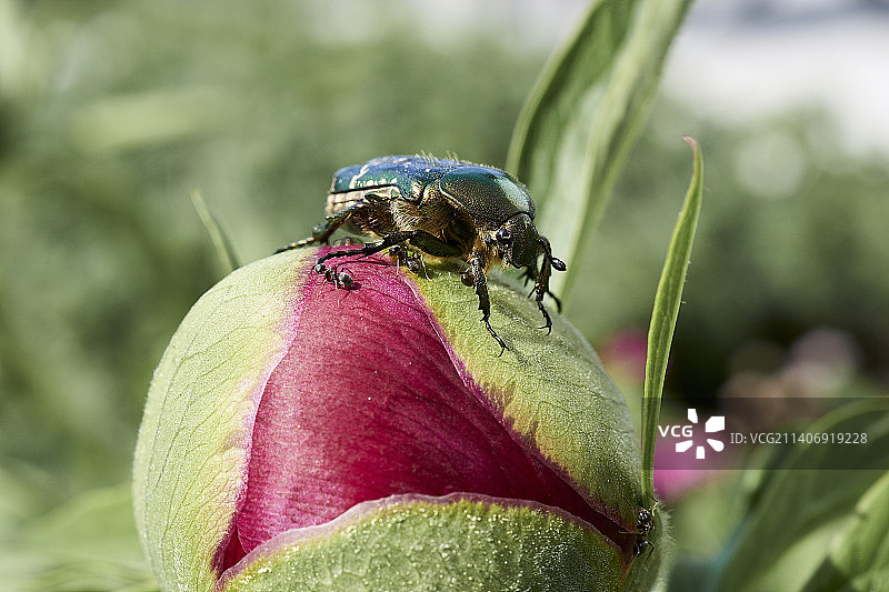 花上的昆虫特写，德国巴伐利亚州泰根海姆图片素材