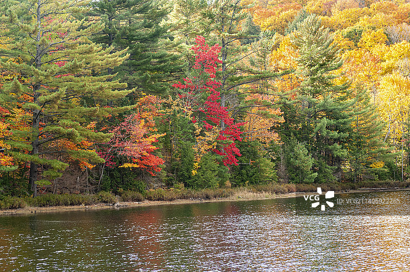 加拿大阿rowhead省立公园秋季森林湖畔树木图片素材