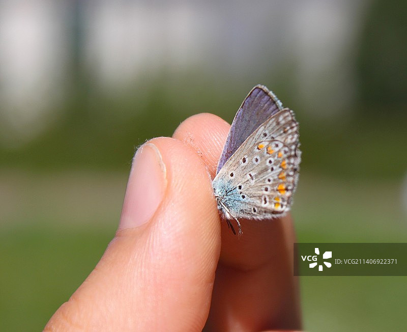 手上的蝴蝶特写图片素材