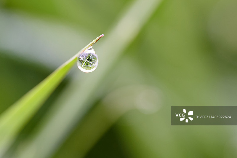 比利时阿尔隆叶子上的水滴特写图片素材