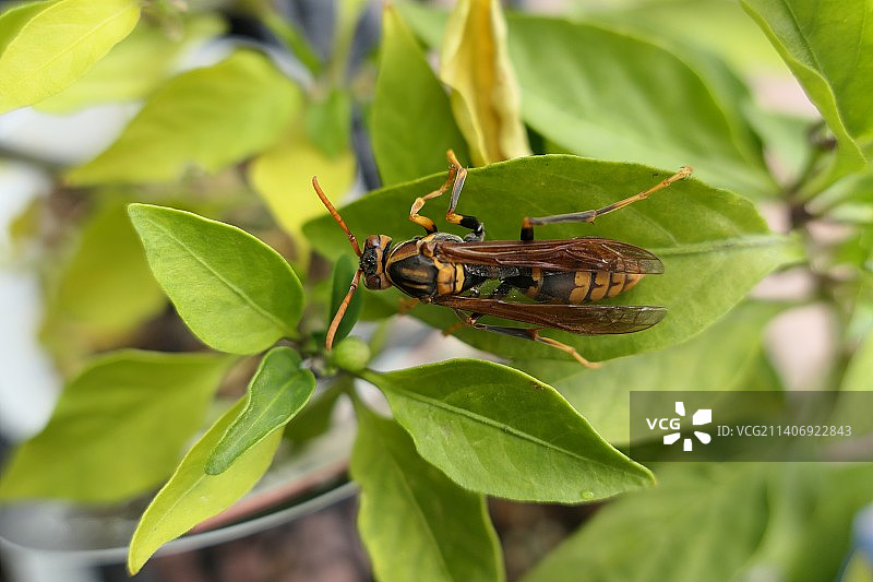 日本山口县下关市的树叶上的昆虫特写图片素材
