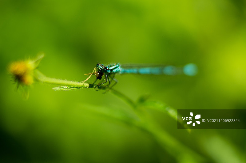 昆虫在植物上的特写图片素材
