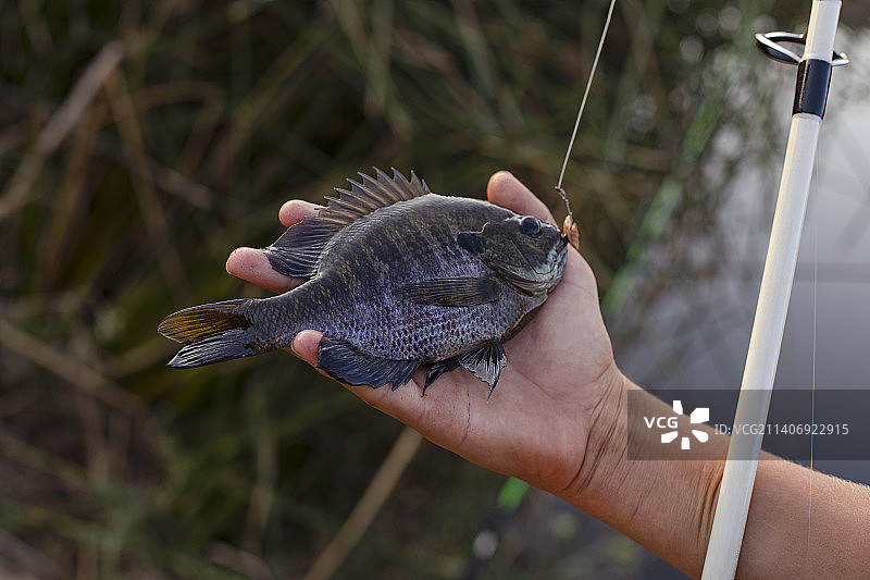 徒手抓到的蓝鳃太阳鱼图片素材