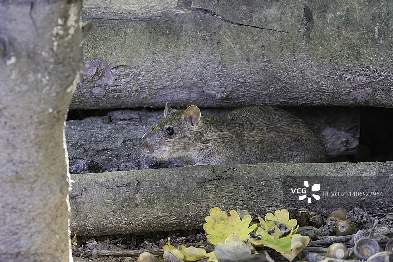 筑巢于旧木堆中的棕色家鼠，英国图片素材
