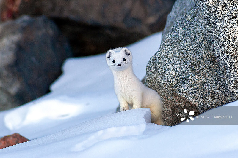 坐在雪地上的白色伶鼬肖像，哈萨克斯坦图片素材