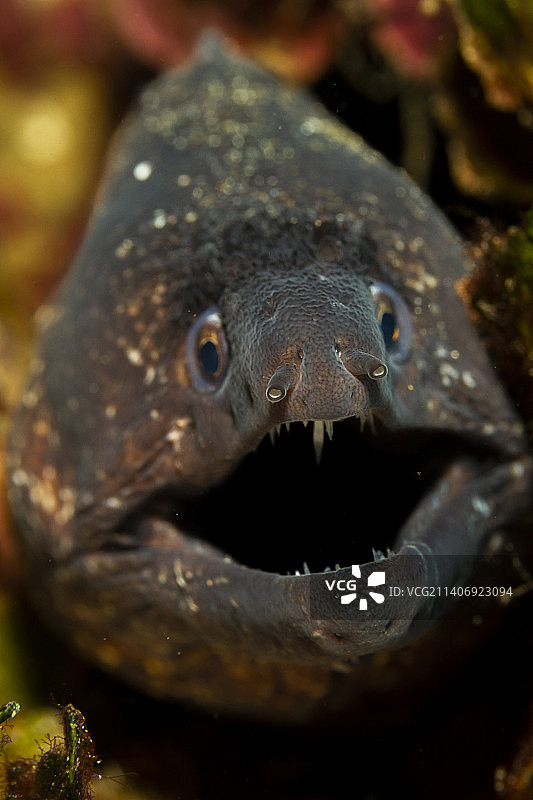 海中游泳的海鳗特写图片素材