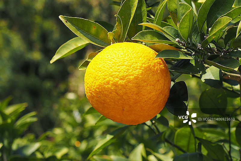 树上橙子特写，日本福冈图片素材