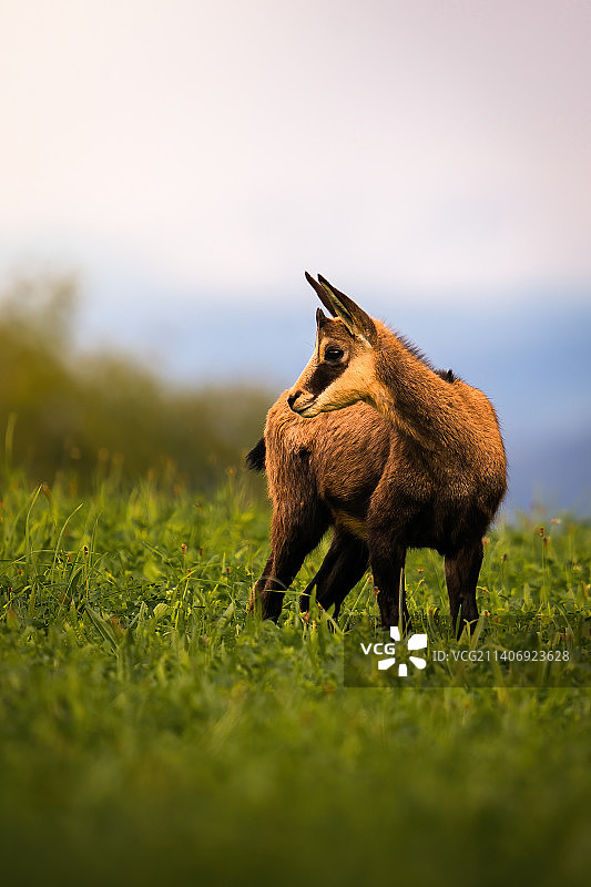 瑞士天空背景下草地上站立的鹿特写图片素材