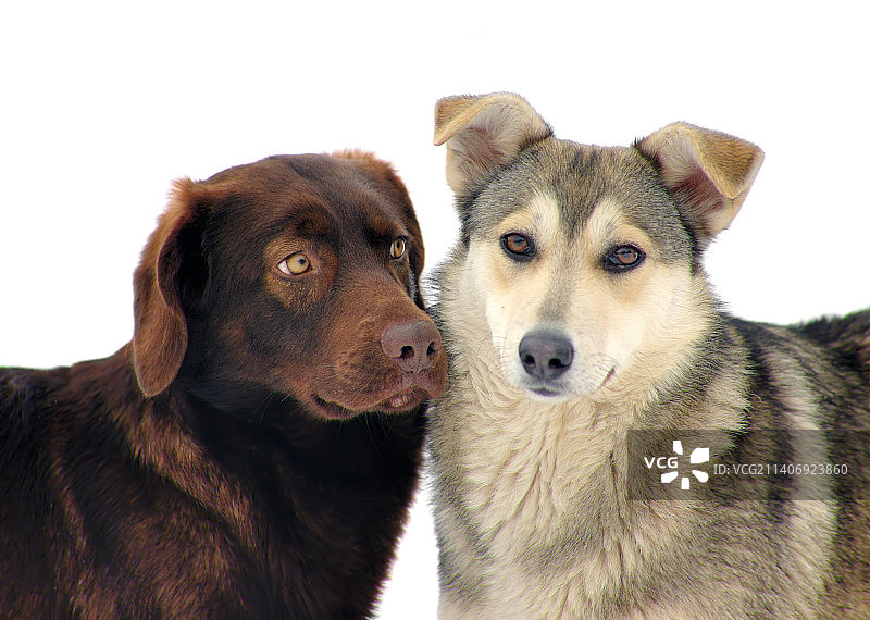 白色背景上的狗特写图片素材