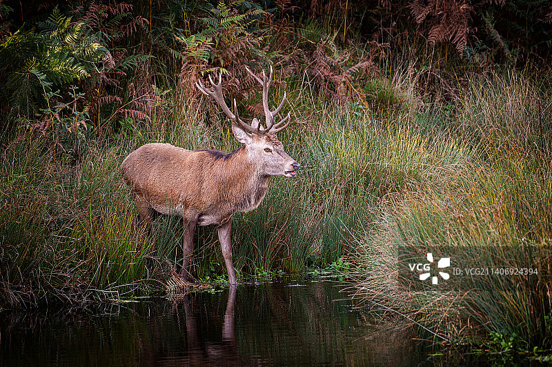 英国布拉德盖特公园湖中的红鹿肖像图片素材