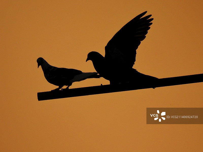 栖息在电缆上的两只鸟图片素材