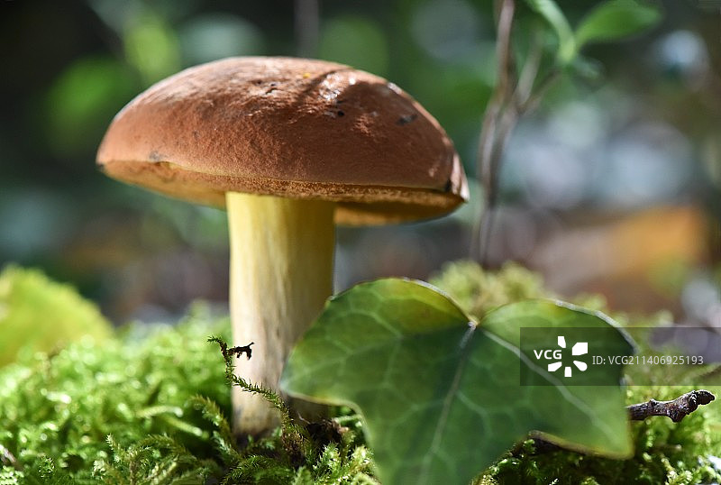 蘑菇在田间生长的特写图片素材