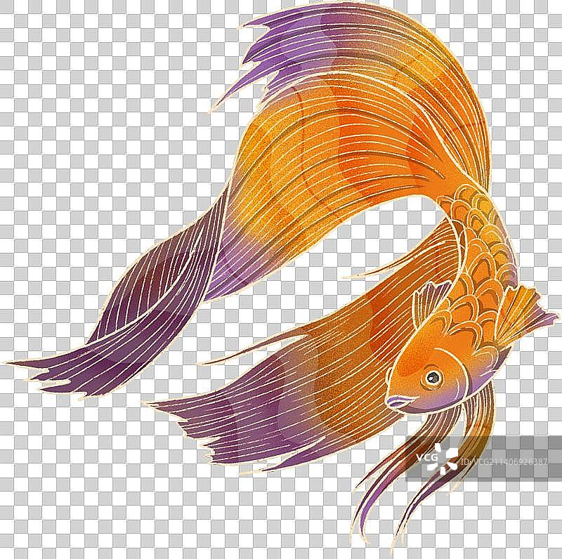 优美流动姿态斗鱼国风插图图片素材