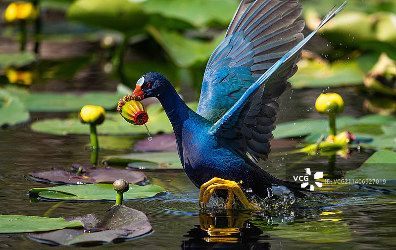 湖中树枝上栖息的鸟类特写图片素材