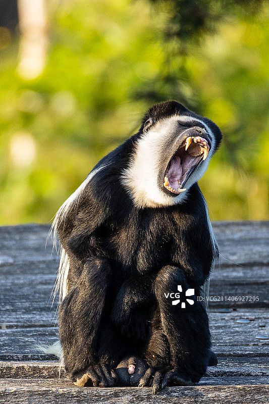 荷兰Beekse Bergen动物园中黑白疣猴在木甲板上打呵欠的特写图片素材