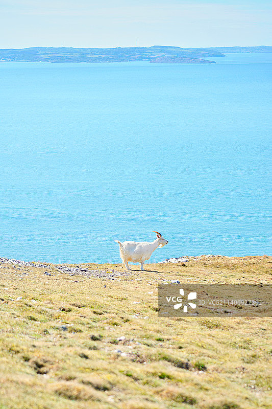 在英国兰迪德诺，白色山羊站在海边田野上的侧视图图片素材