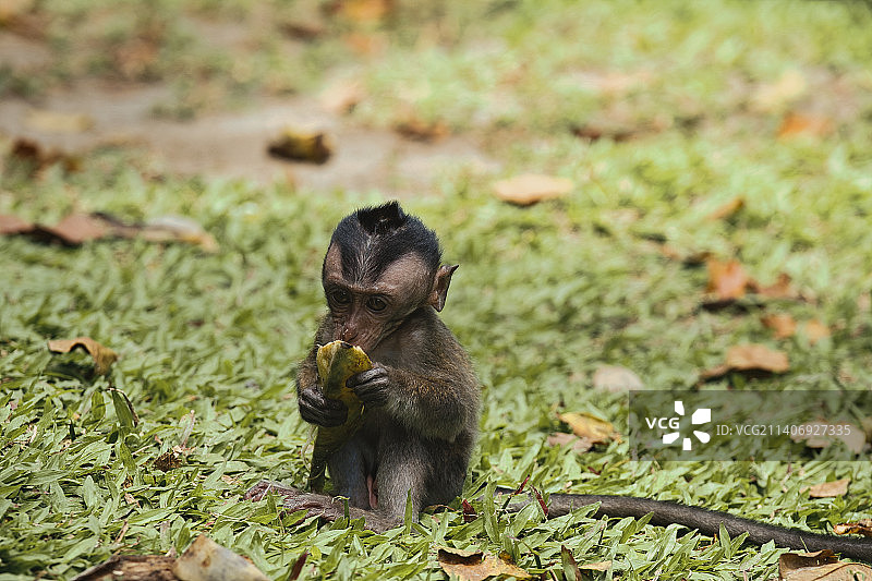 菲律宾内格罗斯岛圣卡塔利娜的猴子吃食物特写图片素材