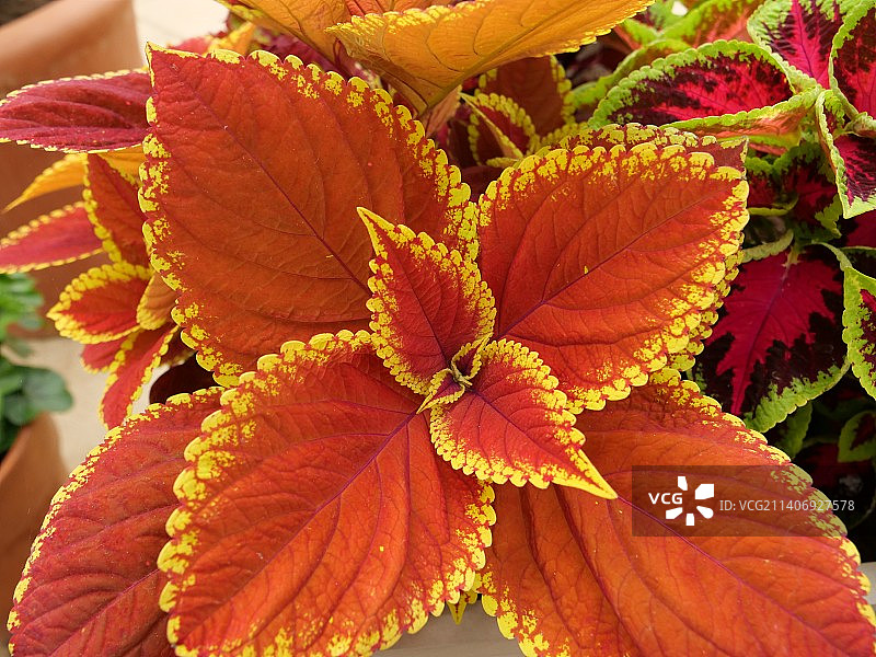植物上的橙色叶子特写，英国里士满图片素材