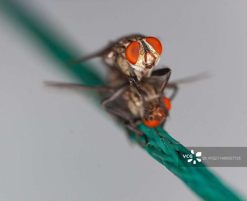 巴西昆虫特写图片素材