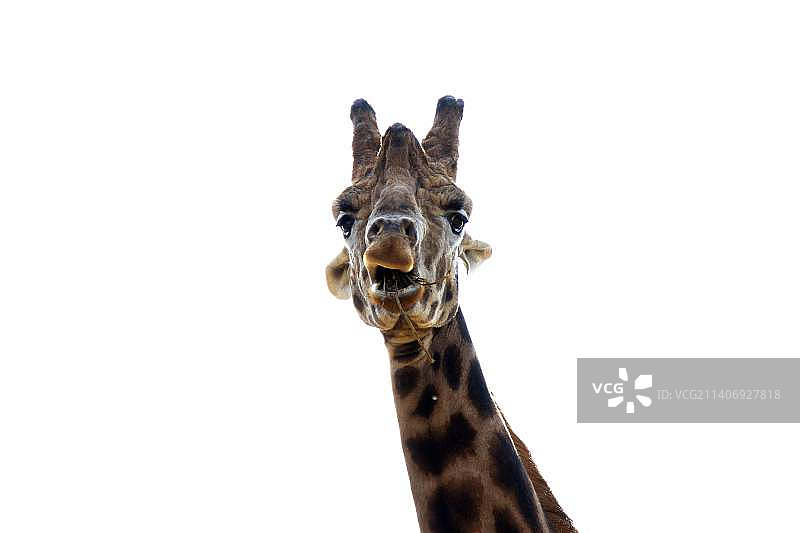 晴空下的长颈鹿肖像图片素材