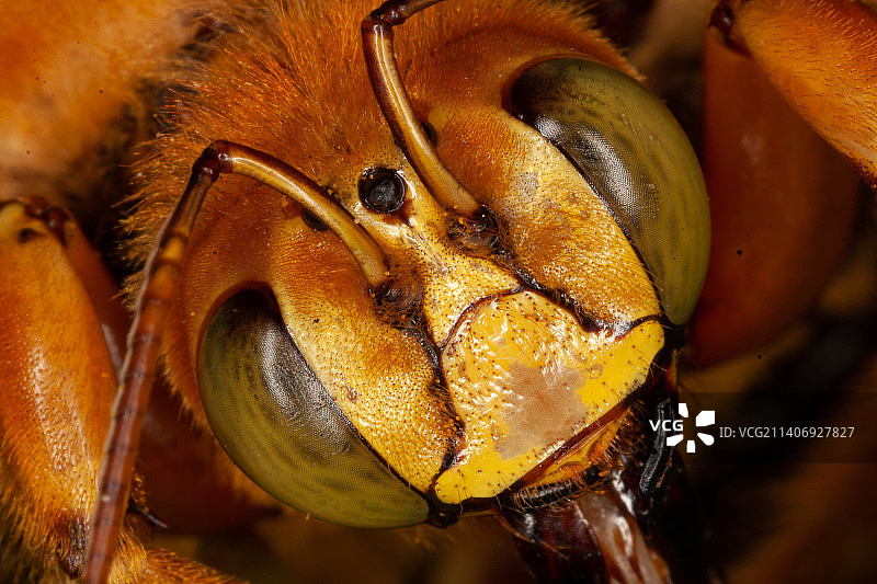 巴西：植物上的昆虫特写图片素材