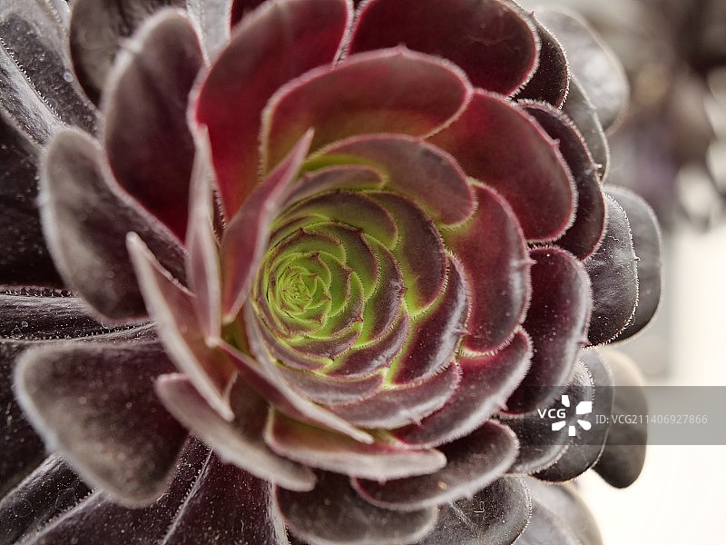 英国里士满多肉植物特写图片素材