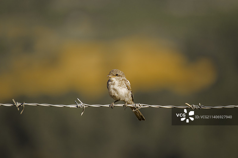 栖息在带刺铁丝上的鸣禽麻雀特写，土耳其图片素材