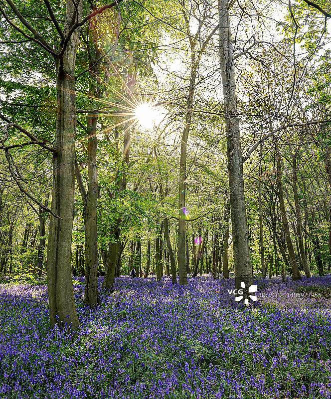 森林中的鲜花植物景观图片素材