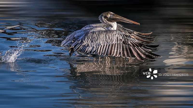 鹈鹕飞越湖面，默特尔比奇，美国南卡罗来纳州图片素材