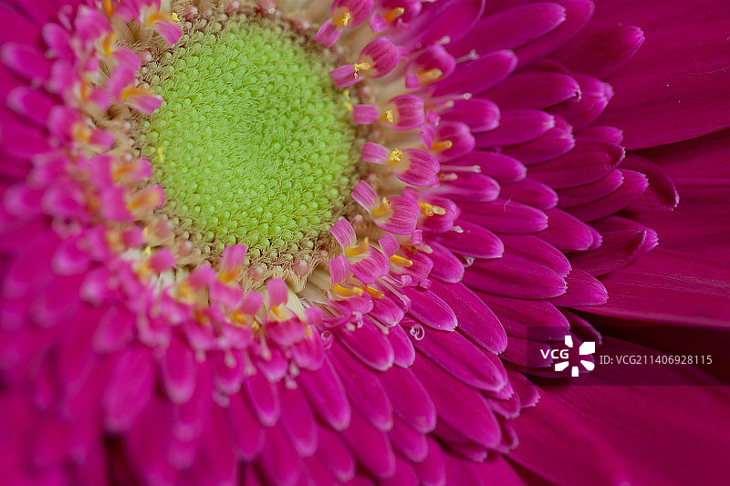 粉色雏菊特写，巴西图片素材