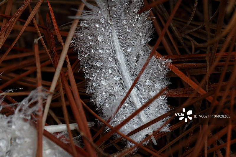 冬季湿植物特写，西班牙拉斯帕尔马斯大加那利岛图片素材