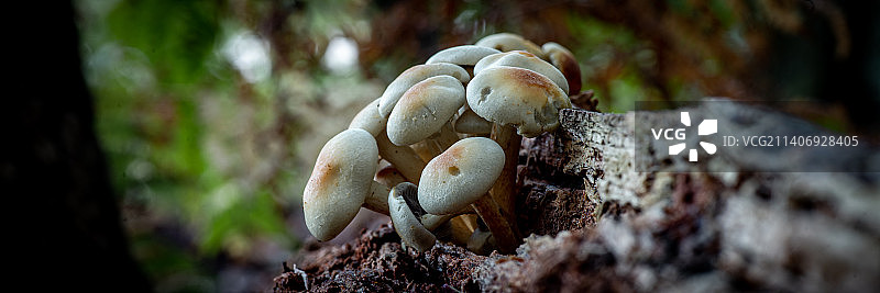 生长在树干上的蘑菇特写，荷兰阿尔梅洛图片素材